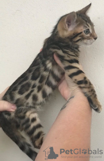 Photo №4. I will sell bengal cat in the city of Berlin. private announcement, from nursery - price - 391$
