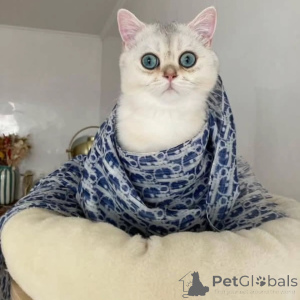 Photo №2 to announcement № 157685 for the sale of british shorthair - buy in Sweden private announcement