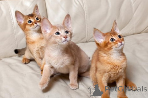 Photo №1. abyssinian cat - for sale in the city of Murcia | negotiated | Announcement № 176372