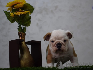 Additional photos: English bulldog puppies