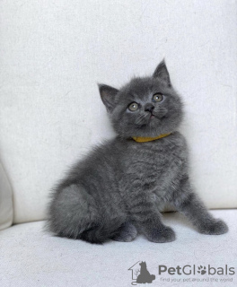 Photo №2 to announcement № 71413 for the sale of british shorthair - buy in Netherlands private announcement, breeder
