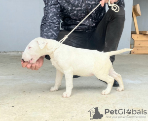 Photo №3. Typical bull terrier puppies. Serbia