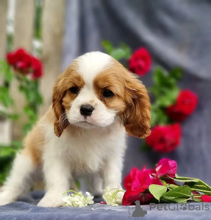 Photo №2 to announcement № 138837 for the sale of border collie - buy in United States private announcement, breeder