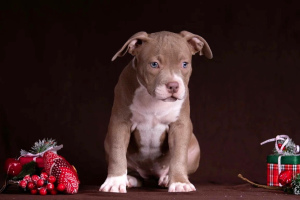 Photo №1. american bully - for sale in the city of Гомель | Negotiated | Announcement № 4588