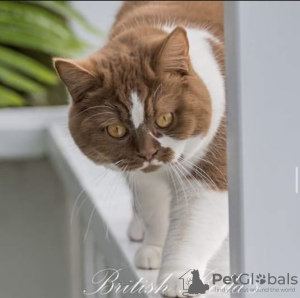 Photo №2 to announcement № 101745 for the sale of british shorthair - buy in Germany private announcement