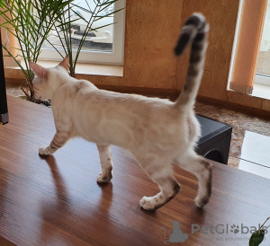 Photo №4. I will sell bengal cat in the city of Москва. from nursery, breeder - price - 800$