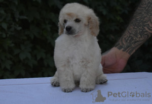 Photo №2 to announcement № 114040 for the sale of poodle (toy) - buy in Serbia breeder