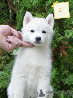 Photo №3. Siberian Husky puppies. Serbia