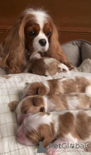 Additional photos: Ich habe Cavalier King Charles Spaniel