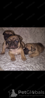 Photo №2 to announcement № 132494 for the sale of french bulldog - buy in Germany private announcement, from nursery, from the shelter, breeder