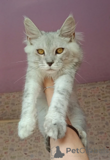 Photo №1. maine coon - for sale in the city of Roslavl | negotiated | Announcement № 147538