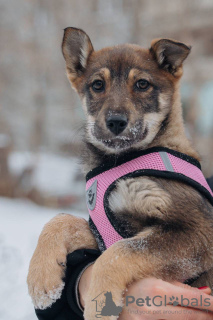 Photo №3. Puppies girls Zoya and Anfisa want to find a home and a loving family!. Russian Federation