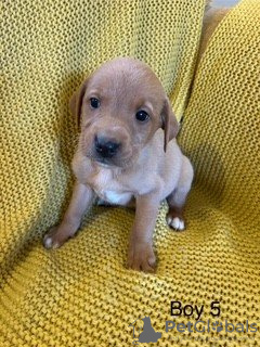 Photo №2 to announcement № 132092 for the sale of  - buy in Australia 