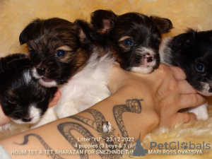 Additional photos: Papillon puppy boy - Marie Ross Julian