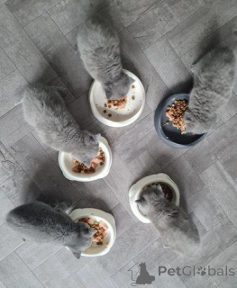 Photo №1. british shorthair - for sale in the city of Eeklo | 217$ | Announcement № 172362