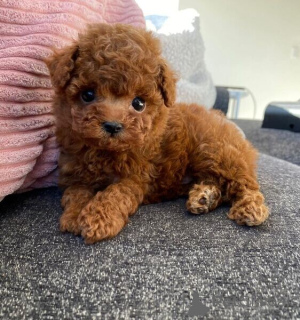 Photo №1. poodle (toy) - for sale in the city of Antwerp | negotiated | Announcement № 170401