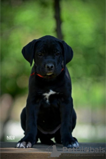 Additional photos: Cane Corso puppies