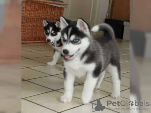 Photo №1. siberian husky - for sale in the city of Chelyabinsk | Is free | Announcement № 35489