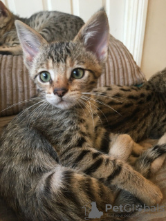 Photo №2 to announcement № 112158 for the sale of savannah cat - buy in United States breeder