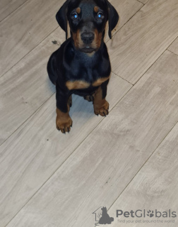 Photo №3. Predigree doberman puppies. Belgium