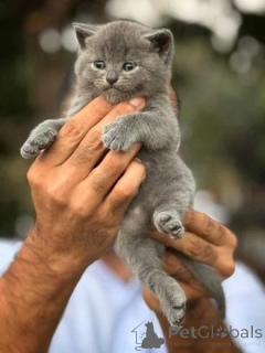Photo №1. british shorthair - for sale in the city of Huddersfield | negotiated | Announcement № 173831