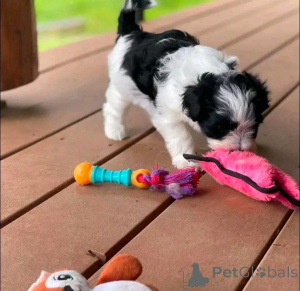 Photo №3. Havanese puppies available and ready for rehoming. United States