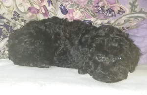 Photo №2 to announcement № 3447 for the sale of poodle (dwarf) - buy in Russian Federation from nursery
