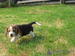 Photo №2 to announcement № 69120 for the sale of beagle - buy in Finland 