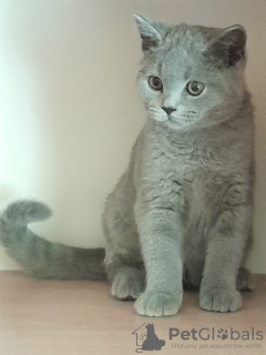 Photo №2 to announcement № 68962 for the sale of british shorthair - buy in Poland breeder
