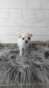 Photo №1. chihuahua - for sale in the city of Minsk | negotiated | Announcement № 8003