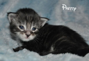 Photo №2 to announcement № 1017 for the sale of maine coon - buy in France from nursery, breeder