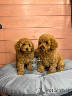 Photo №2 to announcement № 67198 for the sale of poodle (dwarf) - buy in Austria private announcement, breeder