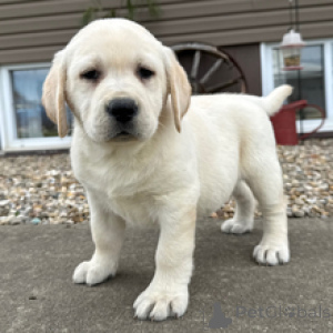 Photo №1. labrador retriever - for sale in the city of Munich | negotiated | Announcement № 166533