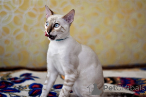 Photo №3. Snow Bengal kitten. Belarus