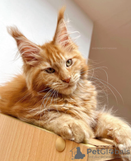 Photo №2 to announcement № 104569 for the sale of maine coon - buy in Germany breeder