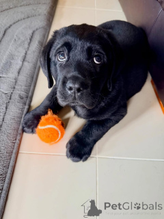 Photo №2 to announcement № 178092 for the sale of labrador retriever - buy in Germany private announcement