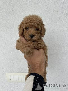 Photo №1. poodle (toy) - for sale in the city of Belgrade | negotiated | Announcement № 138810