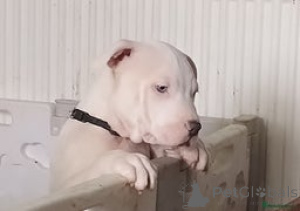 Photo №1.  - for sale in the city of Afghana Kan | negotiated | Announcement № 152701