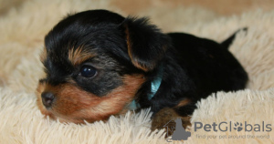Photo №1. yorkshire terrier - for sale in the city of Lipetsk | 1768$ | Announcement № 26213