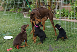 Photo №2 to announcement № 136528 for the sale of dobermann - buy in Switzerland private announcement