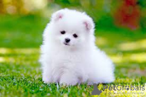 Photo №1. pomeranian - for sale in the city of Milton Keynes | 250$ | Announcement № 23742