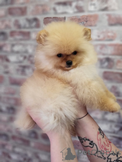 Photo №1. pomeranian - for sale in the city of Minsk | 453$ | Announcement № 48775