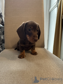 Photo №1. dachshund - for sale in the city of Эурайоки | 338$ | Announcement № 123478