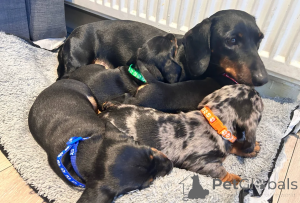 Photo №2 to announcement № 148648 for the sale of dachshund - buy in Malta 