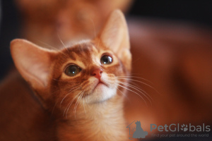 Additional photos: Abyssinian cat in Belarus