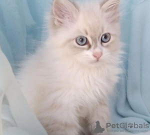 Photo №2 to announcement № 86788 for the sale of siberian cat - buy in Australia private announcement