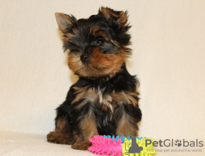 Additional photos: Yorkshire Terrier puppies for sale