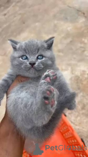 Photo №3. FIV and FeLV Negative Tested Beautiful British Shorthair Kittens. United Kingdom