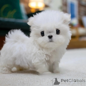 Photo №4. I will sell maltese dog in the city of Warsaw. breeder - price - negotiated