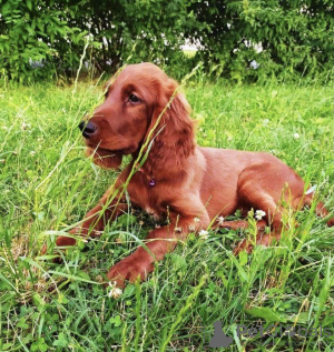 Photo №1. irish setter - for sale in the city of Kiev | 946$ | Announcement № 11162